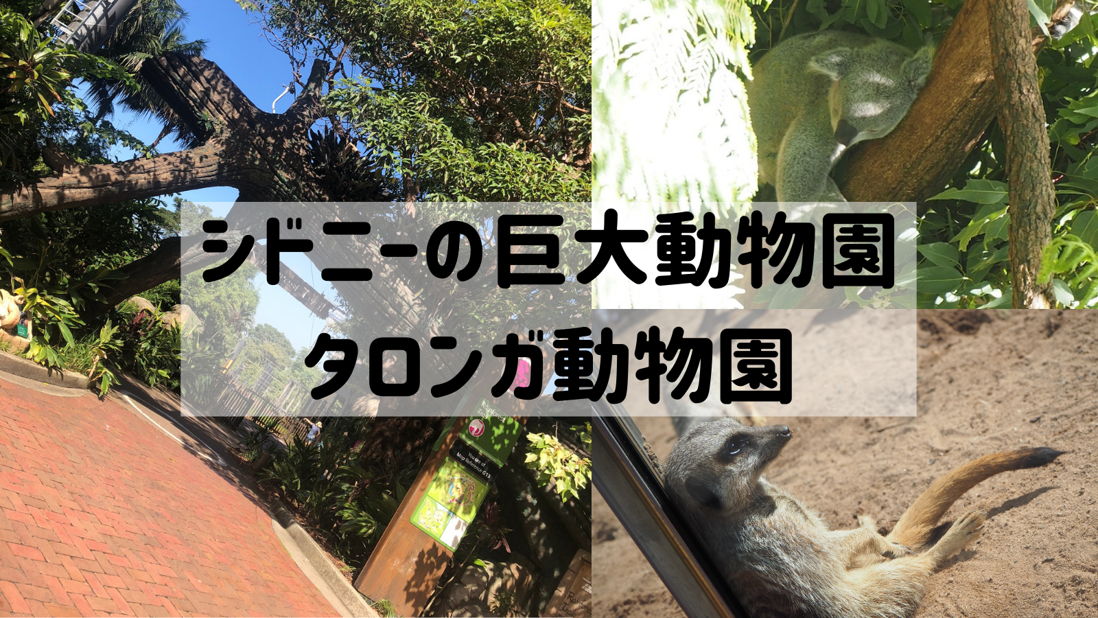 SFC修行】シドニー湾対岸のタロンガ動物園に行ってみたらテーマ